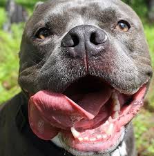 My cousin con was parked outside broady maccas for 5 minutes and someone stole the rims off his fully sick vl or im. Brody The Pitbull Nanny Dog Pitbull Terrier Pitbulls