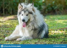 The alaskan malamute features a powerful, sturdy body built for stamina and strength. Ein Grauweisser Alaskan Malamute Hund Der Auf Grunem Gras Sitzt Stockbild Bild Von Freund Schauen 159566957