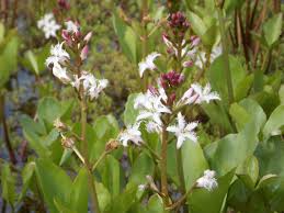 Image result for Menyanthaceae