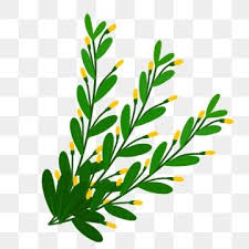 1,432 transparent png illustrations and cipart matching plant drawing. Hand Painted Illustration Plant Yellow Flower Hand Painted Plant Green Png Transparent Clipart Image And Psd File For Free Download Plant Illustration Yellow Flower Garland Pink Flowers Background