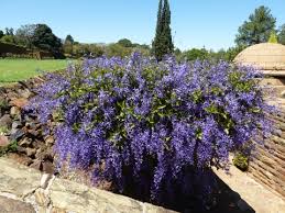 Image result for Petrea volubilis