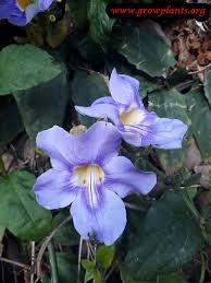 Image result for Thunbergia gossweileri