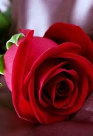 Pin By Carina On Flowers In 2020 Beautiful Rose Flowers Beautiful Roses Red Roses