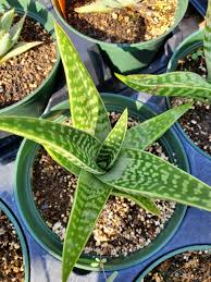Image result for Aloe canis