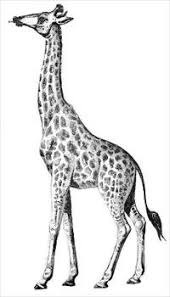 We did not find results for: Free Giraffe Clipart Free Clipart Graphics Images And Photos Public Domain Clipart Giraffe Art Giraffe Tattoo Graphic