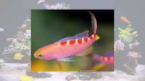Image result for Antopetitia abyssinica