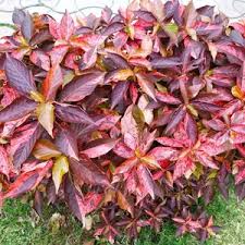 Image result for Acalypha paucifolia