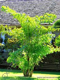 Image result for Caryota