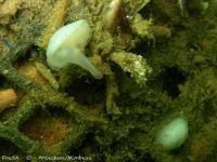 Image result for Galeomma