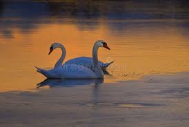 Serbal rojo en invierno imagen de archivo. Imagen de rojo