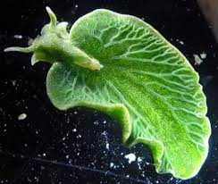 Are chloroplasts usually present in consumer cells,why? Do Animal Cells Have Chloroplasts Why Or Why Not Quora