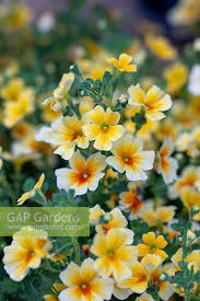 Image result for Jamesbrittenia huillana