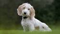Petit Basset Griffon Vendeen - save a rescue