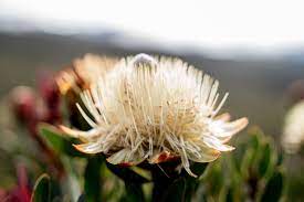 Each layer is a unique biotic community containing different plants. What Plants And Trees Will I See On Mount Kilimanjaro The Ultimate Kilimanjaro Blog