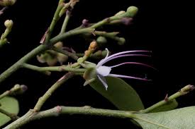 Image result for Hirtella zanzibarica