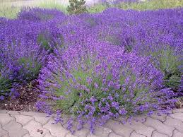 Lavendel kann problemlos auch in kübeln kultiviert werden. Lavendel Pflanzen Tipps Motivation Und Ideen Fur Den Modernen Lebensstil