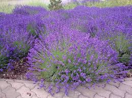 Sobald die letzten fröste des jahres überstanden sind, können sie lavendel im garten pflanzen. Lavendel Pflanzen Tipps Motivation Und Ideen Fur Den Modernen Lebensstil