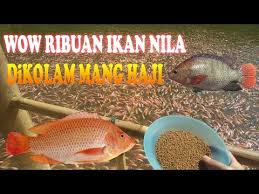Mantap Ribuan Ikan Nila Merah Besar Di Kolam Sawah Mang Haji Youtube In 2020