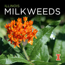 Illinois Native Milkweed Grow Milkweed Plants