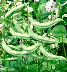 Image result for Dolichos