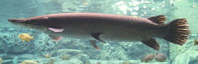This fish is one of seven species, all of which live in north america. File Alligator Gar 10 Cropped Jpg Wikipedia