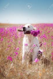 Find the perfect dog in flowers stock photos and editorial news pictures from getty images. Beautiful Dog In Flowers Field On The Nature Of Motion Stock Photo Picture And Royalty Free Image Image 42896026