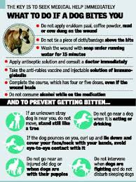 We did not find results for: How Long After Dog Bite To Get Rabies Vaccine Dogwalls