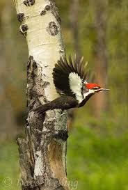 Birds Of Western Washington Identification Pin On Pileated Wood Pecker