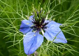 Desto größer ist die blattrosette. Jungfer Im Grunen Wikipedia