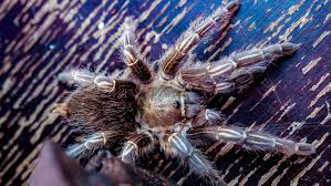 We did not find results for: Aphonopelma Seemanni Care The Tarantula Collective