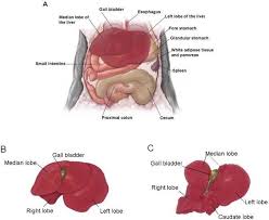 Download human liver anatomy diagram vector art. 1 Anatomy Of The Mouse Liver A Position Of The Liver In The Cranial Download Scientific Diagram