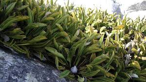 Image result for Protea micans