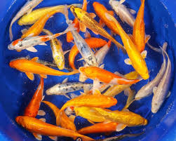Lg oscars or jd (chesterfield ) hide this posting restore restore this posting. Blue Ridge Fish Hatchery Inc 4536 Kernersville Rd Kernersville Nc 2021