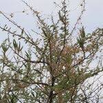 Image result for Acacia hebeclada