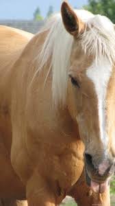 Check spelling or type a new query. Palomino Horse Jumping Images Desktop Background