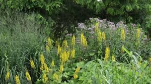 The flowers are 1 to 2 inches across. Yellow Flowers And Tall Grasses Stock Footage Video 100 Royalty Free 21971839 Shutterstock