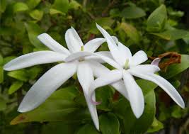 Image result for Jasminum stenolobum