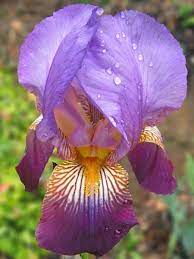 How To Grow Iris Flowers Iris Flowers Growing Irises Iris Flower Tattoo