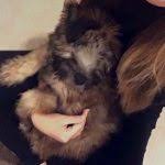 Puppyfinder.com is your source for finding an ideal alaskan malamute puppy for sale near columbus, ohio, usa area. Soft Coated Wheaten Terrier Puppy Rehomed In Columbus Ohio Meet Stella