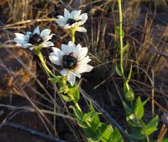 Image result for Callilepis laureola