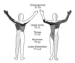 Referred Pain Vs Origin Of Pain Pathology