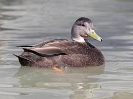 Black And White Duck Species American Black Duc Duck Species Dabbling Duck Duck