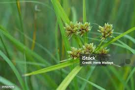 Image result for Kyllinga erecta