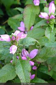 Image result for Tinnea coerulea