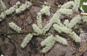 Image result for Schrebera trichoclada