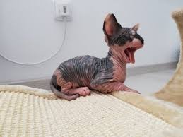 The magnet is made of epoxy resin and is strongly adhesive it is 9 cm high, 8 cm wide and about 3 cm deep sphynx cat magnet this beautiful magnet is a real Wir Sind Susse Baby Nacktkatzen Horn