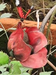 Image result for Sarcophyte sanguinea