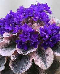 Holiday cactus can easily be propagated by cuttings. African Violet Cajun S Blueberry Hill African Violets African Violets Plants House Plants