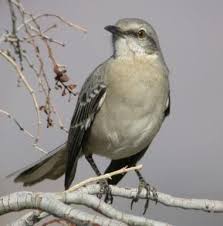Birds That Sing At Night In Florida Official State Bird Of Florida Florida Designated The Mockingbird Mimus Polyglottos As The Official State Bird In 1927 Nor State Birds Birds Backyard Birds