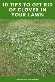 Use these measures in conjunction with each other for best results. 5 Natural Ways To Get Rid Of Clover In Your Lawn